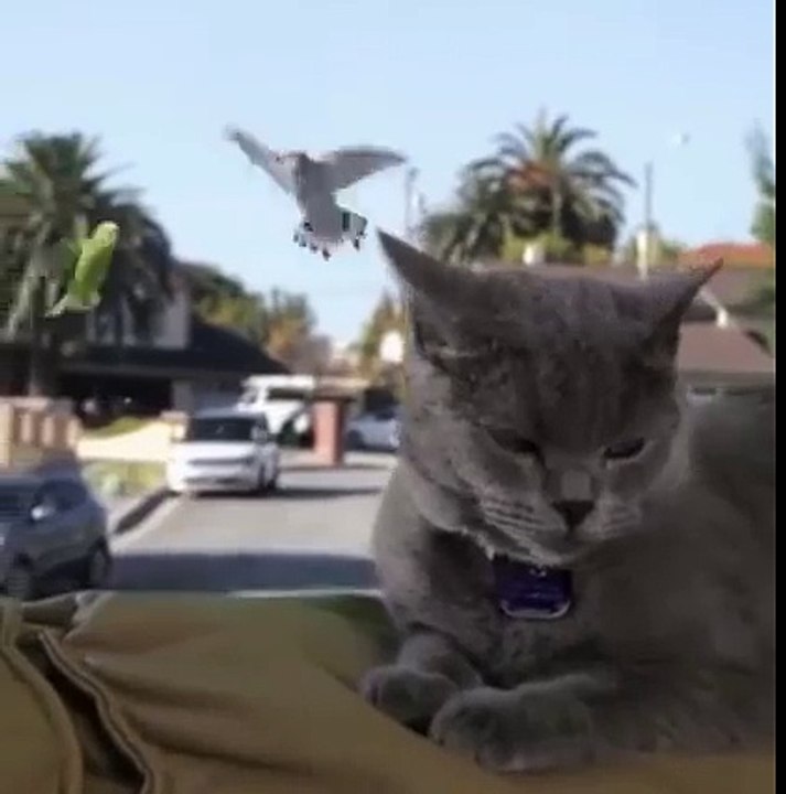 Le rêve de tous les chats