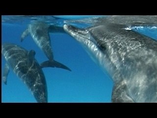 Hayden Panettiere-Save the whales