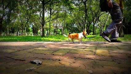 Trot Gait to Walk Gait [2013-10-15][High Speed Video]