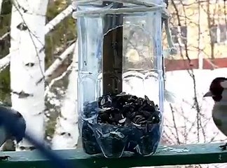 Le Chardonneret et la graine de tournesol de : Anass El Malal