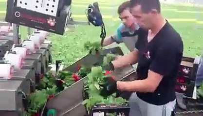 Как убирают редис