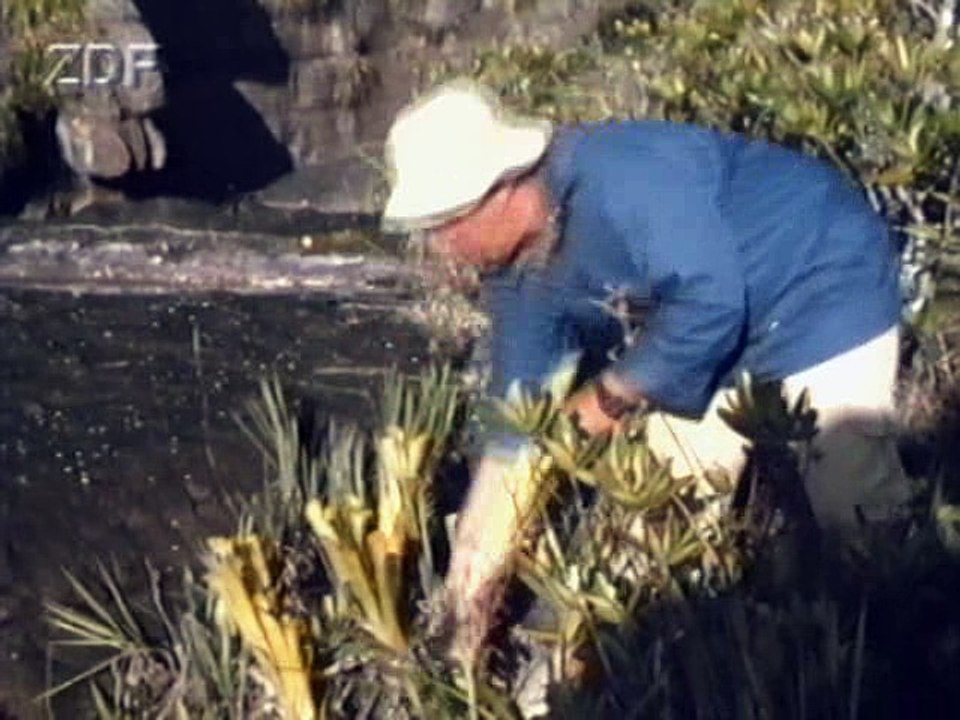 Inseln ?ber dem Regenwald, Teil 1