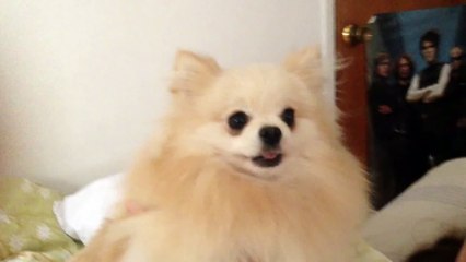 Furious Pomeranian (Cute little dog aggressively barking)