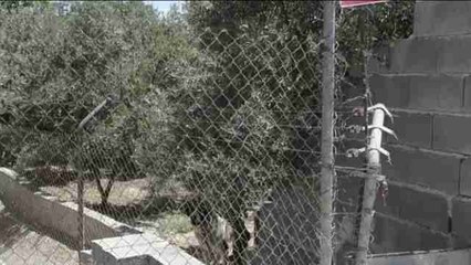 El can del ataque mortal a niño en Jaén no era de rehala, según Guardia Civil