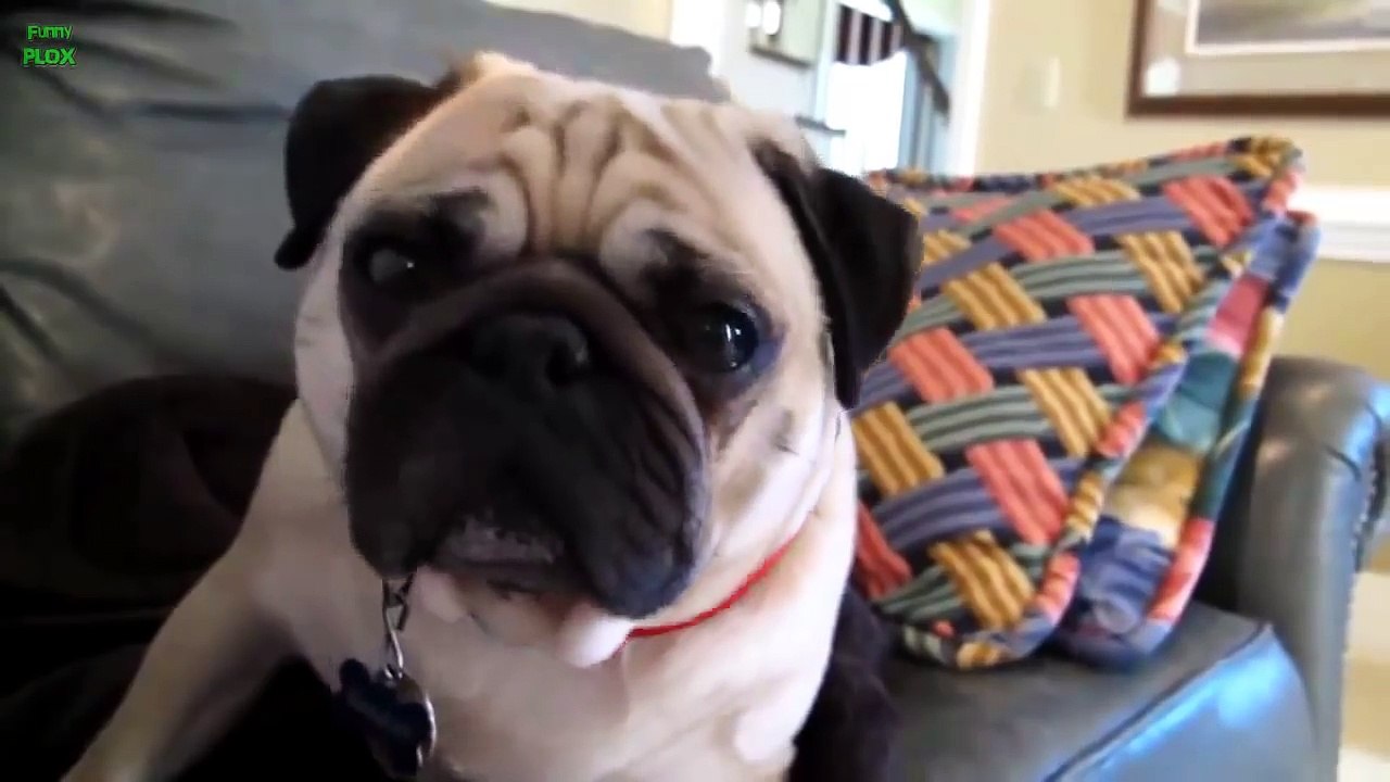 Funny Guilty Dogs Compilation 2013