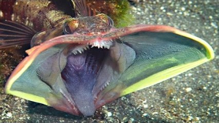 Tüyler Ürperten 10 TUHAF Hayvan Türü