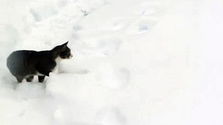 Gary the Cat Digging Snow