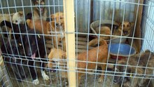 Moinesti dogs