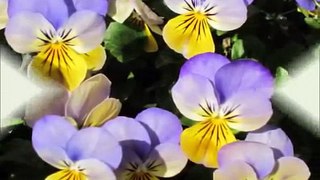 How to Care for  Viola Flowers 23 video