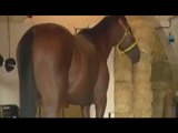 Catania - Cavallo purosangue rinchiuso in stalla abusiva (18.06.16)