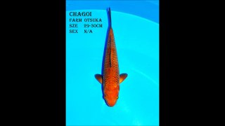 CHAGOI OTSUKA 29-30cm N/A