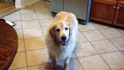 After getting general anesthesia at the vet, he doesn't fetch a tennis ball thrown but stands there with an adorable grin on his face.