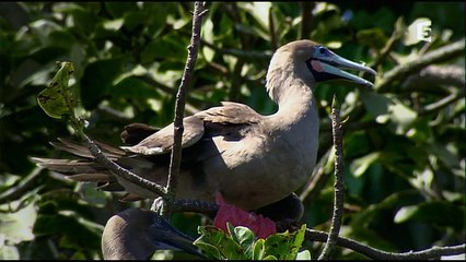 Les liaisons sauvages - L'Amérique Centrale
