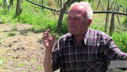 The Italian wine star that came back from oblivion