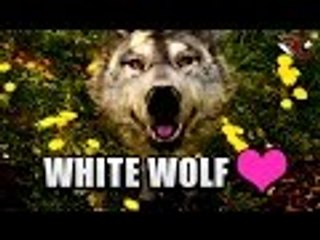 Far Cry Primal | Taming Beasts (White WOLF) - Beast Gameplay
