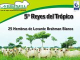 25 HEMBRAS DE LEVANTE BRAHMAN BLANCO