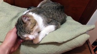 Azalea - Tabby Cat for Adoption!