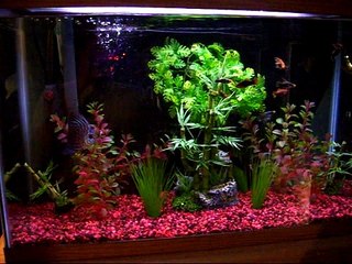 Update!!!! 29 gallon Fish tank