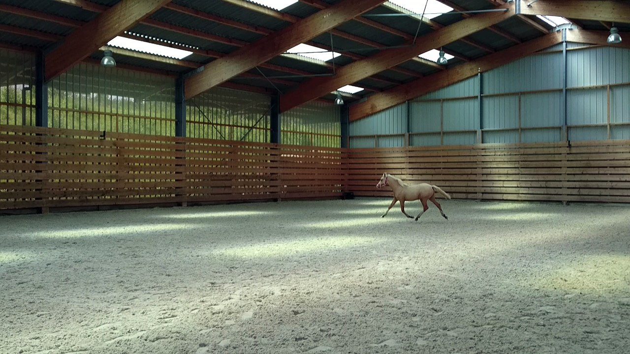 Golden Star deuxième sortie au manège