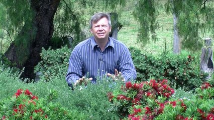 Top 10 Plants for Mass Planting in NSW