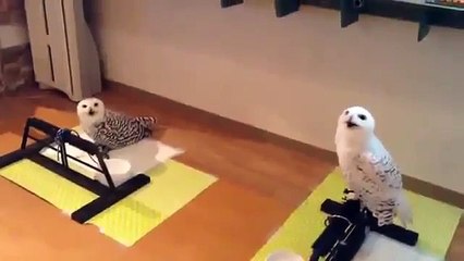 Как смеется сова