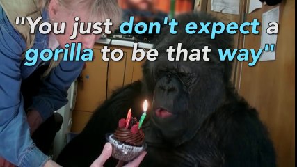 Did you know theres a talking gorilla - BBC