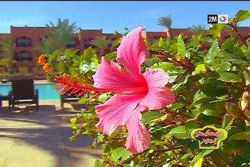 للمطبخ نجوم : السبت 18 يونيو