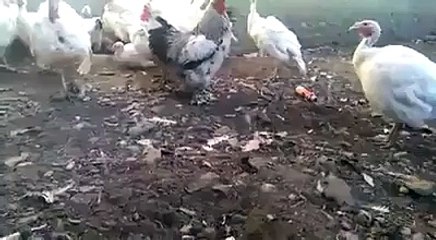 (1) ایک بار دیکھیں بار بار دیکھیں گے اور گارنٹی سے... - Uos university of sargodha