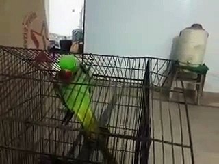 Lovely Parrot is trying to come out from cage