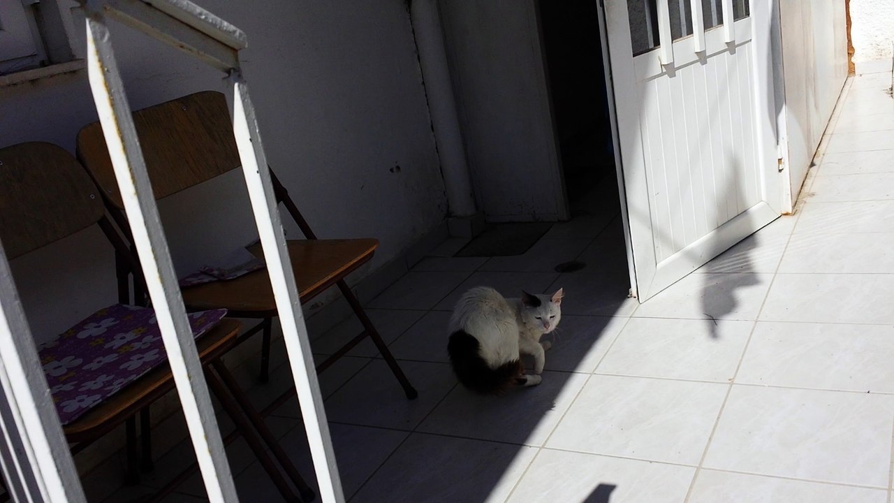 sweet cat
