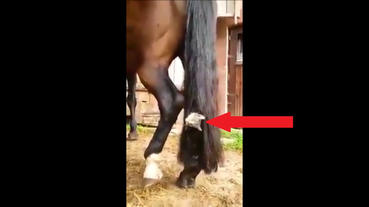 Un chat trop mignon s’amuse avec un cheval