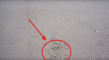 Ele caminhava pela praia quando isto começou a aparecer do nada! Algo estranho a sair da areia...