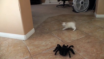 Il effraie ce chaton avec une araignée géante mais regardez la réaction du chat !