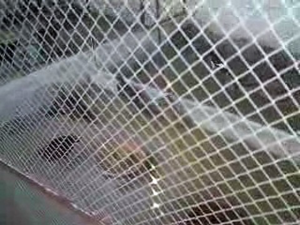 Birds Production