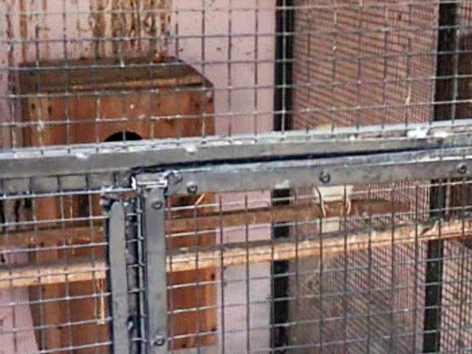 beautiful parrots in cage