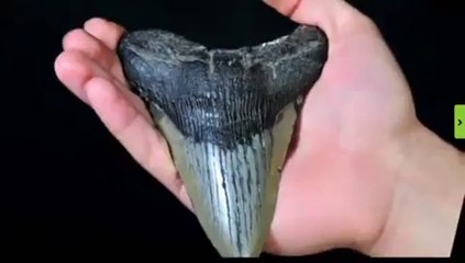 Scientists Discover Megalodon Shark in Atlantic Ocean