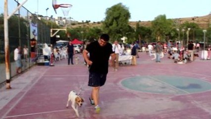 Ulusal Köpek Irk Standartları Yarışması