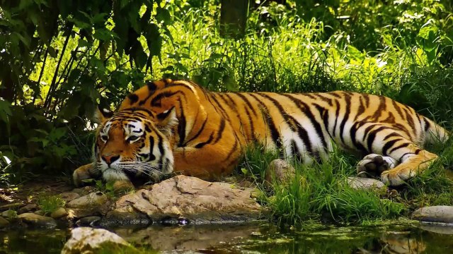 Dünyanın En Vahşi ve Tehlikeli 10 Hayvanı