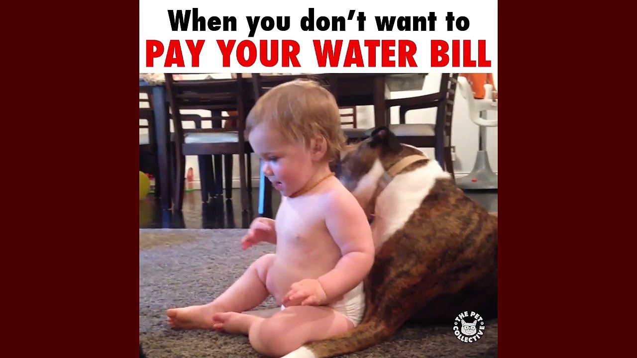 Funny Pet Meme Video Compilation 2016