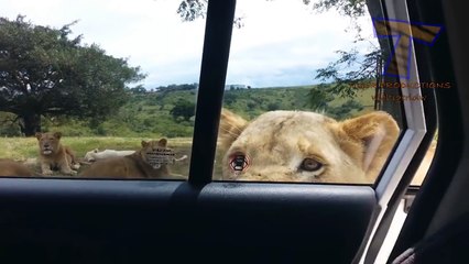 Nothing will make you laugh harder than funny animals - Funny animal compilation