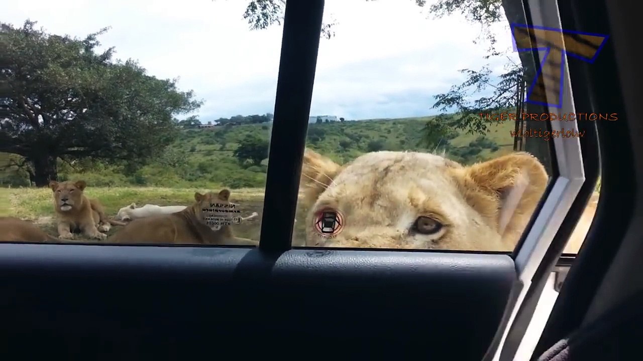 Nothing will make you laugh harder than funny animals - Funny animal compilation