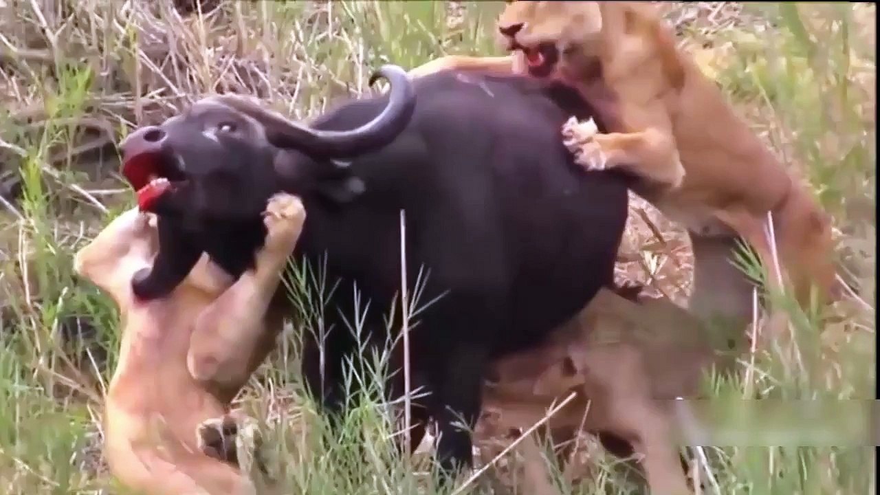 Most Craziest Hunting Animal Fights ¦ Lion vs Buffalo ¦ Crocodile vs Jaguar