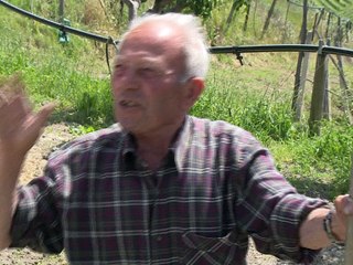 Le pecorino, le vin blanc star italien revenu d'entre les morts