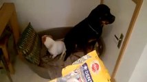 Deux chiens ont mangé tous les Dentastix