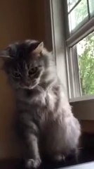 Cat Tries To Use Missing Leg While Playing