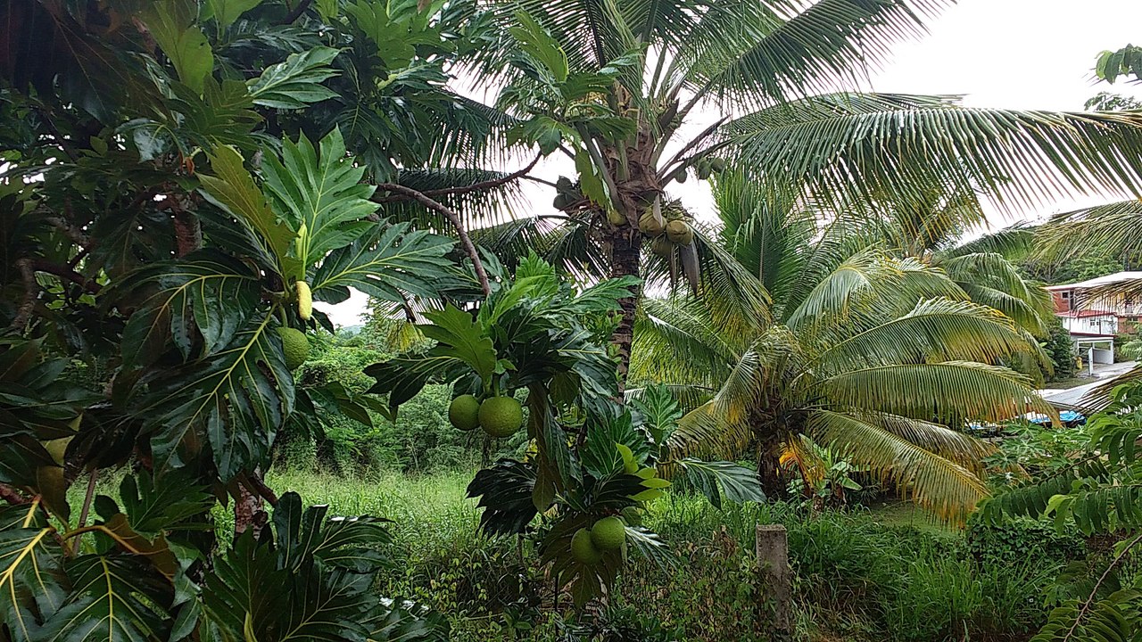 petit orage en Martinique, avec les oiseaux qui chantent.