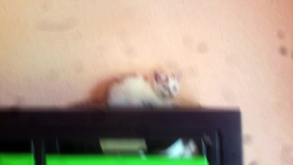 un chat tout seule dans une cage d escalier