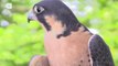 Peregrine Falcon is the Fastest Animal in the World!