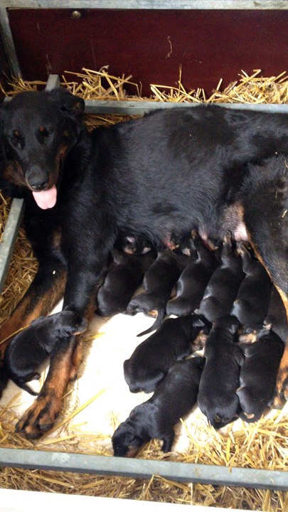 Chiots de Jeane Norma Baker des Feux de l'Ange et G'Jack du Foudre de Zeus