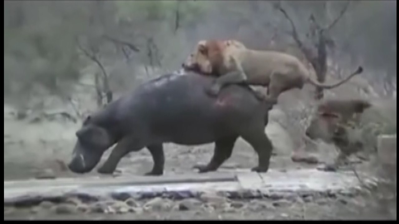 Most Amazing Biggest Wild Animal Fight #3